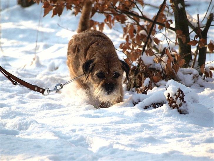 Border terrier Skarreklit Felix - Sniger Felix! billede 16