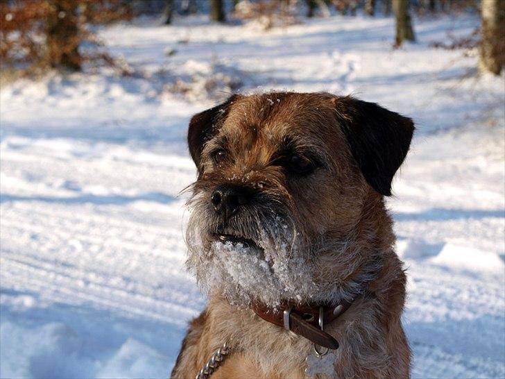 Border terrier Skarreklit Felix - Farvel og tak fordi i kiggede :) billede 17