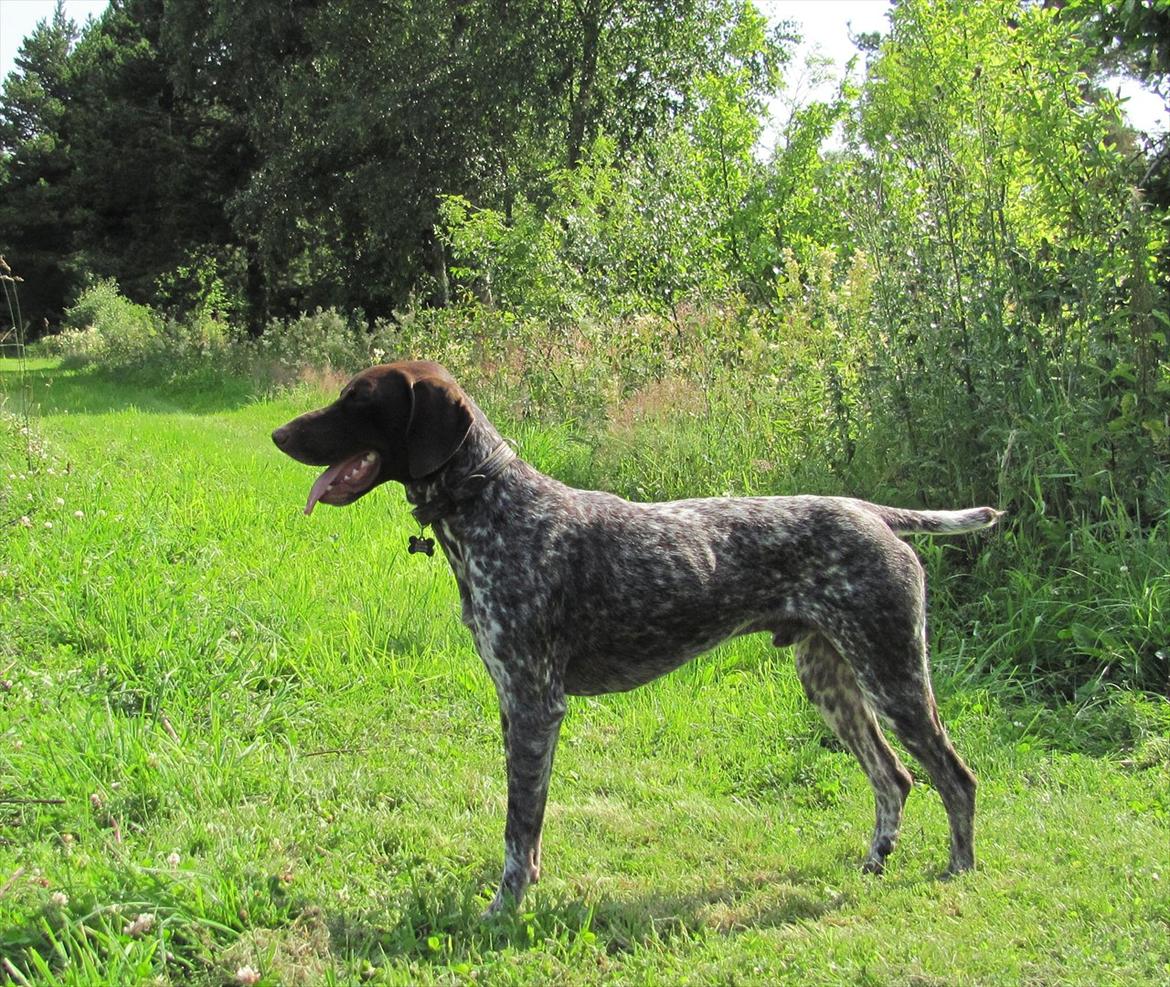 Korthåret hønsehund Bækken´s Dusty billede 1
