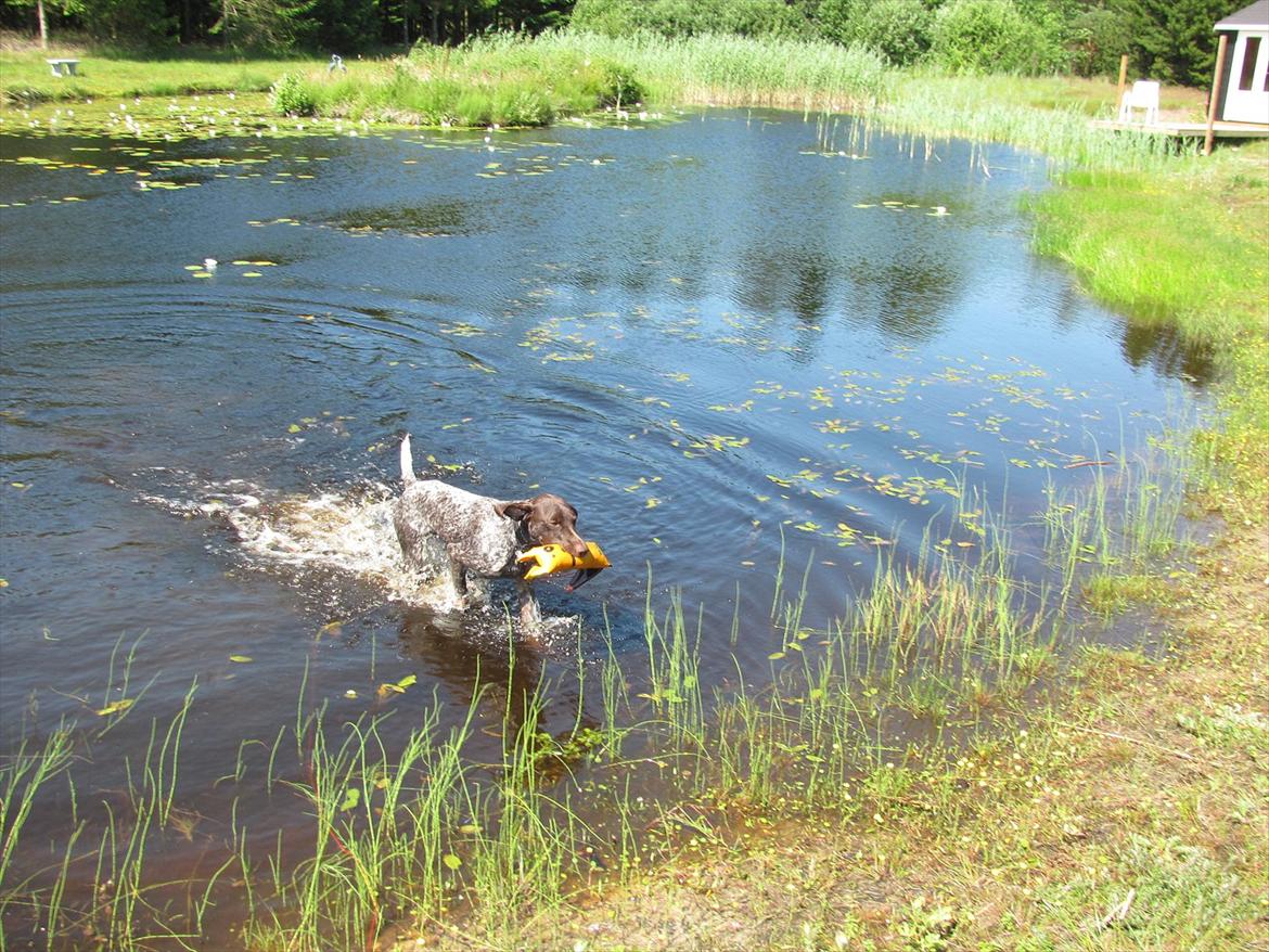 Korthåret hønsehund Bækken´s Dusty billede 7