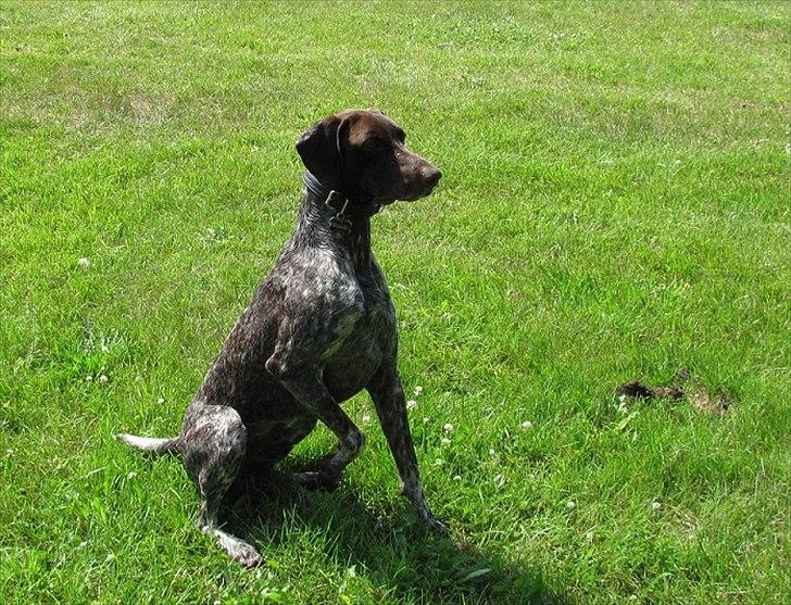 Korthåret hønsehund Bækken´s Dusty billede 2