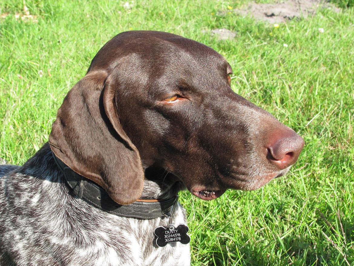 Korthåret hønsehund Bækken´s Dusty billede 6