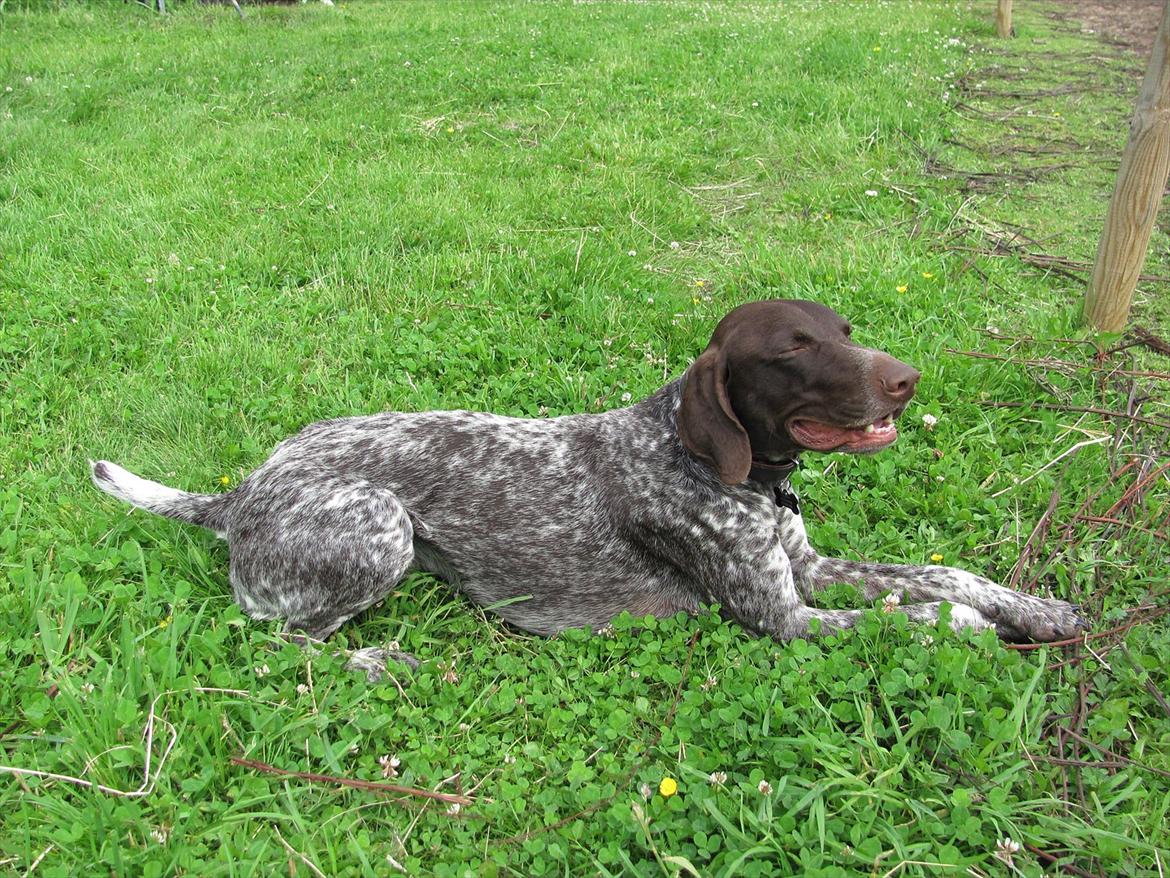 Korthåret hønsehund Bækken´s Dusty billede 4