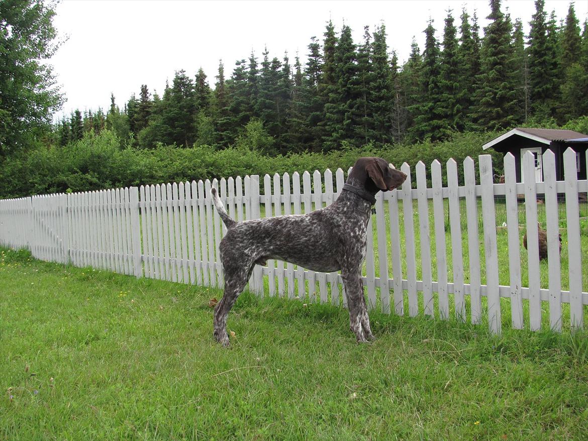 Korthåret hønsehund Bækken´s Dusty billede 5