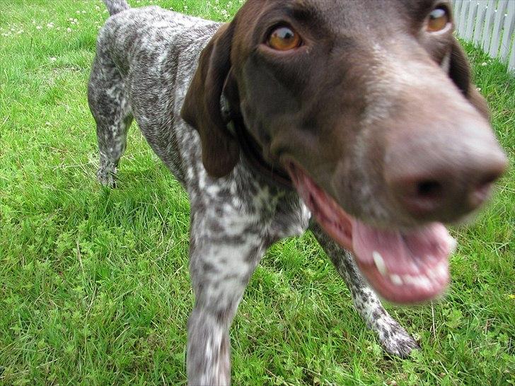 Korthåret hønsehund Bækken´s Dusty billede 3