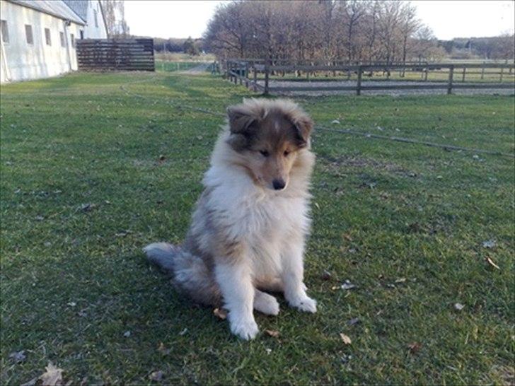 Collie langhåret Marselisborg´s Be My Valentine billede 1