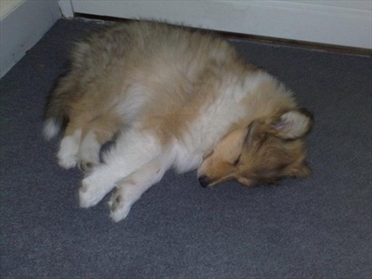 Collie langhåret Marselisborg´s Be My Valentine billede 2