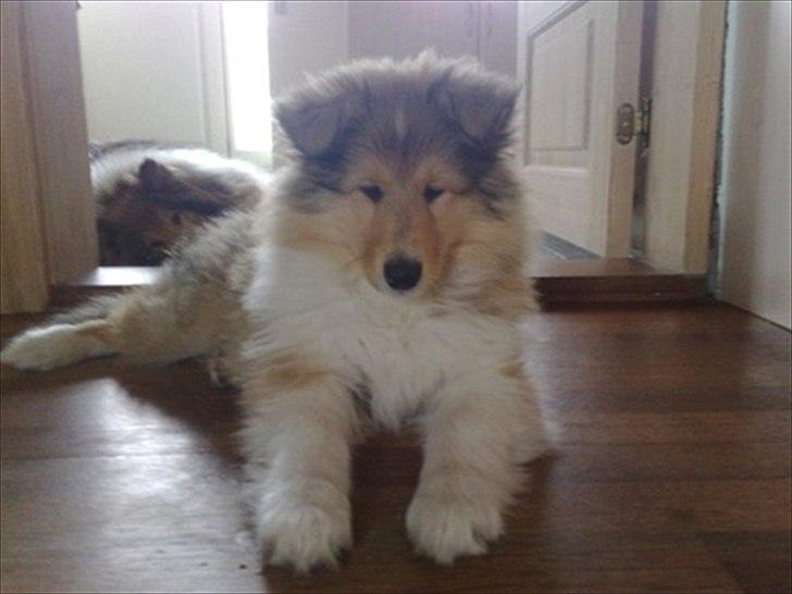 Collie langhåret Marselisborg´s Be My Valentine billede 3