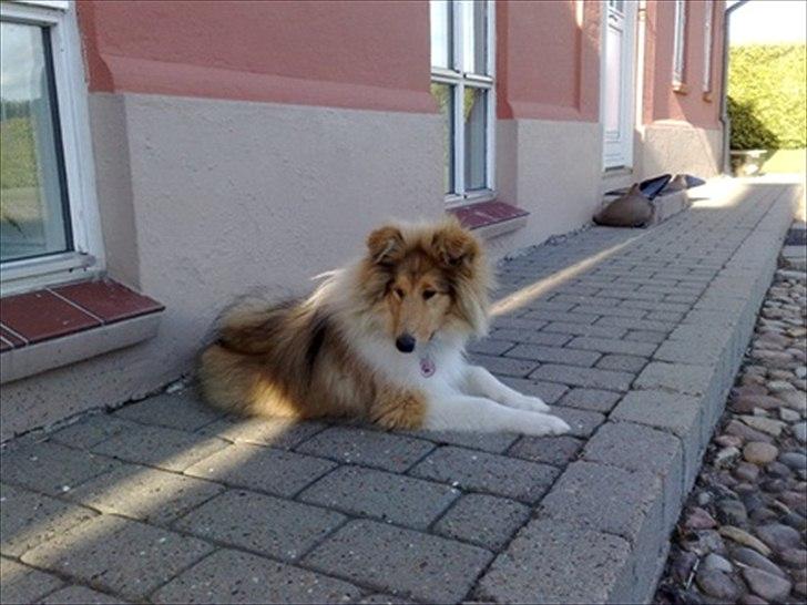 Collie langhåret Marselisborg´s Be My Valentine billede 4