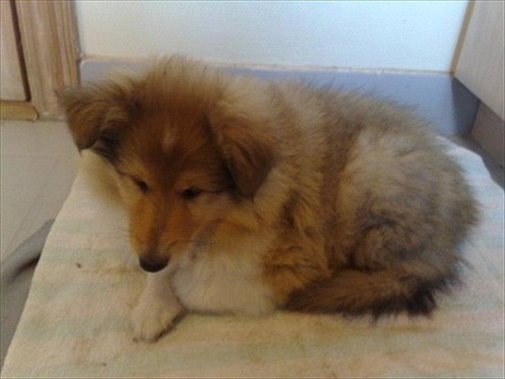 Collie langhåret Marselisborg´s Be My Valentine billede 5