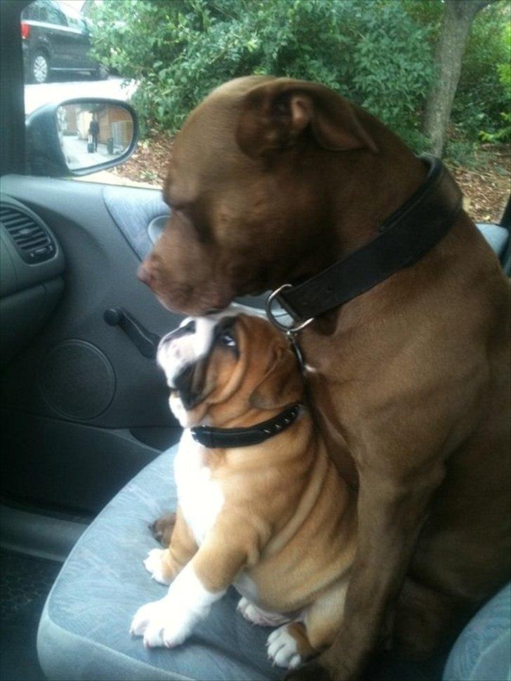 Engelsk bulldog Quark - Quark og hans nye storebror billede 6