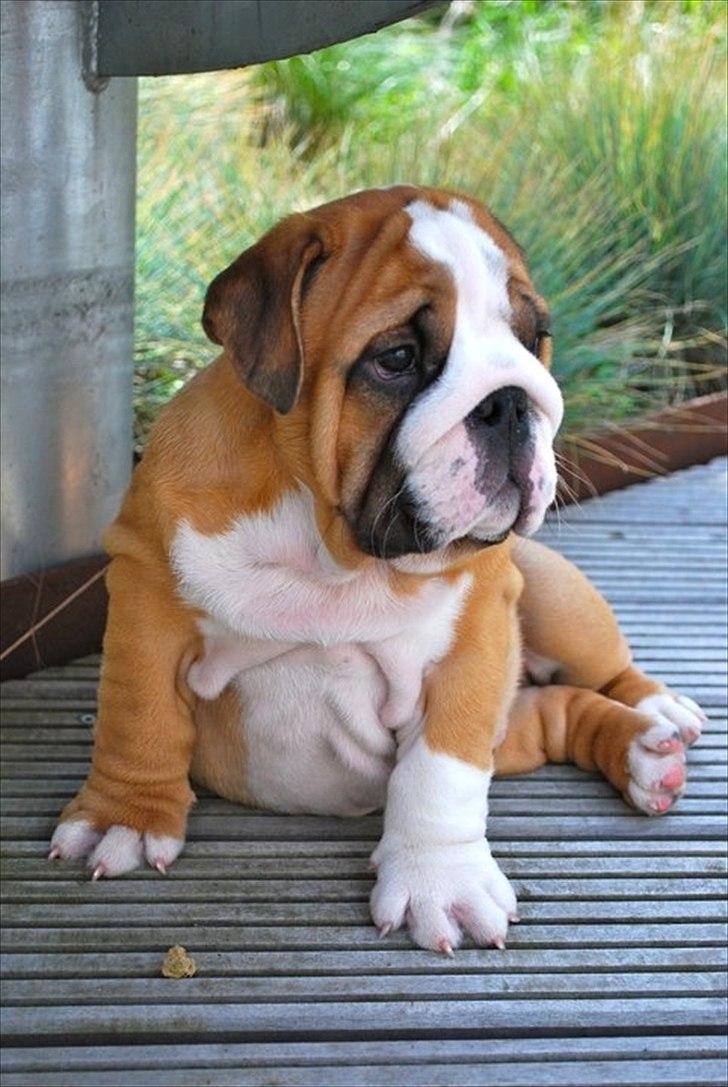 Engelsk bulldog Quark - Quark 9 uger billede 5