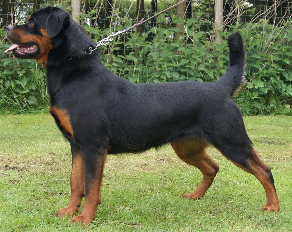 Rottweiler VOM HAUSE WENORRA HONEY billede 9