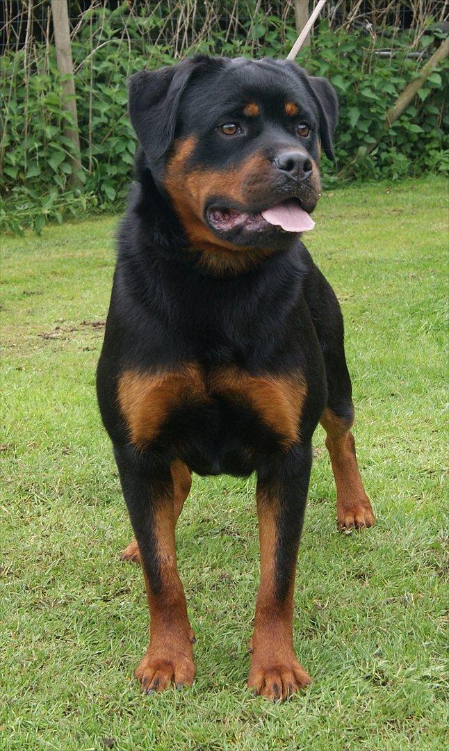 Rottweiler VOM HAUSE WENORRA HONEY - 13 mdr billede 3