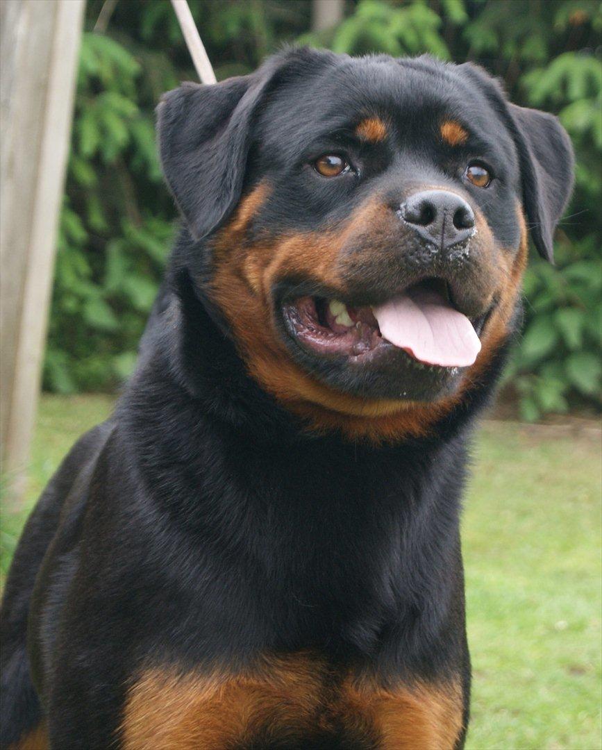 Rottweiler VOM HAUSE WENORRA HONEY billede 10