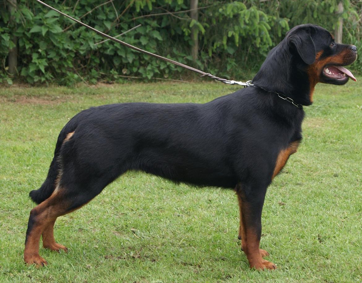 Rottweiler VOM HAUSE WENORRA HONEY billede 11