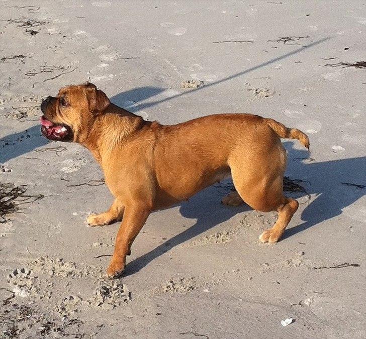 Olde english bulldogge Bullgaards Emma billede 1