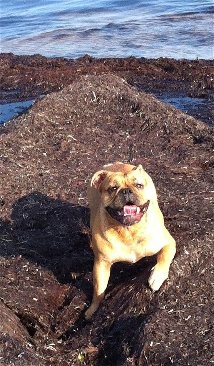 Olde english bulldogge Bullgaards Emma billede 19