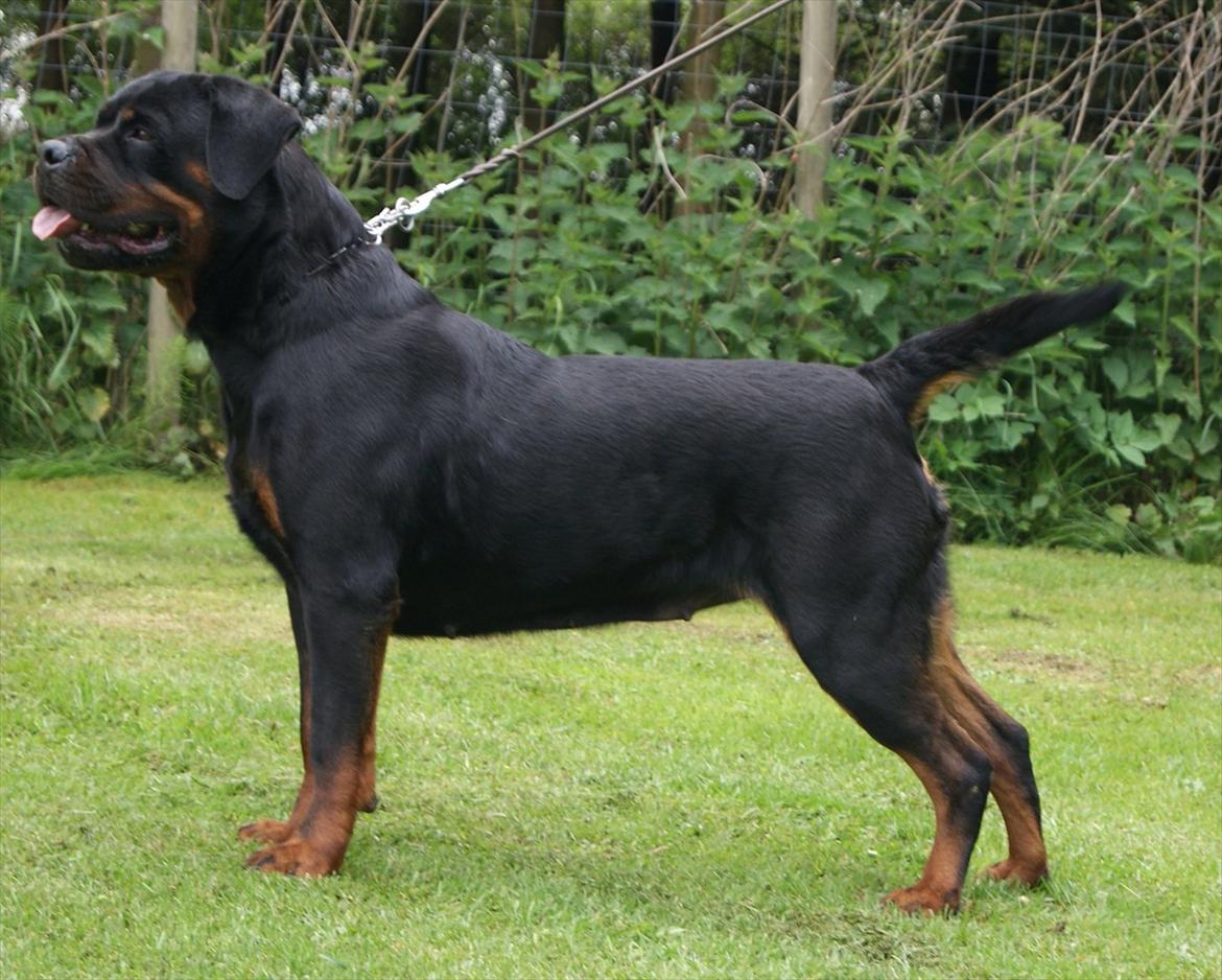 Rottweiler Vom Hause Wenorra Akira billede 16
