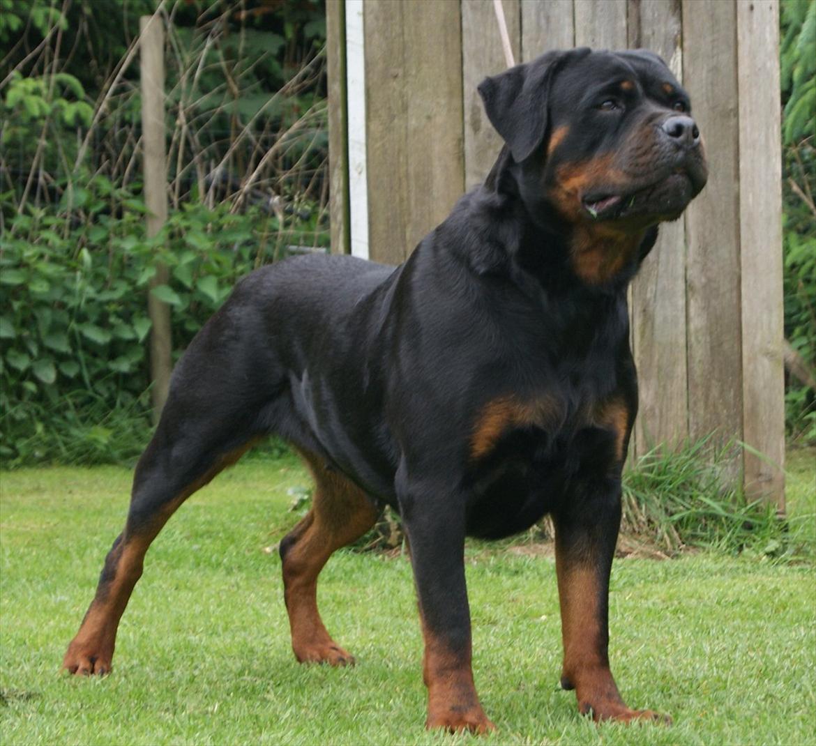 Rottweiler Vom Hause Wenorra Akira billede 17