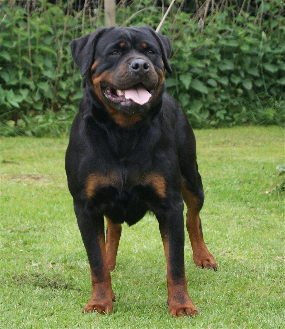 Rottweiler Vom Hause Wenorra Akira billede 18
