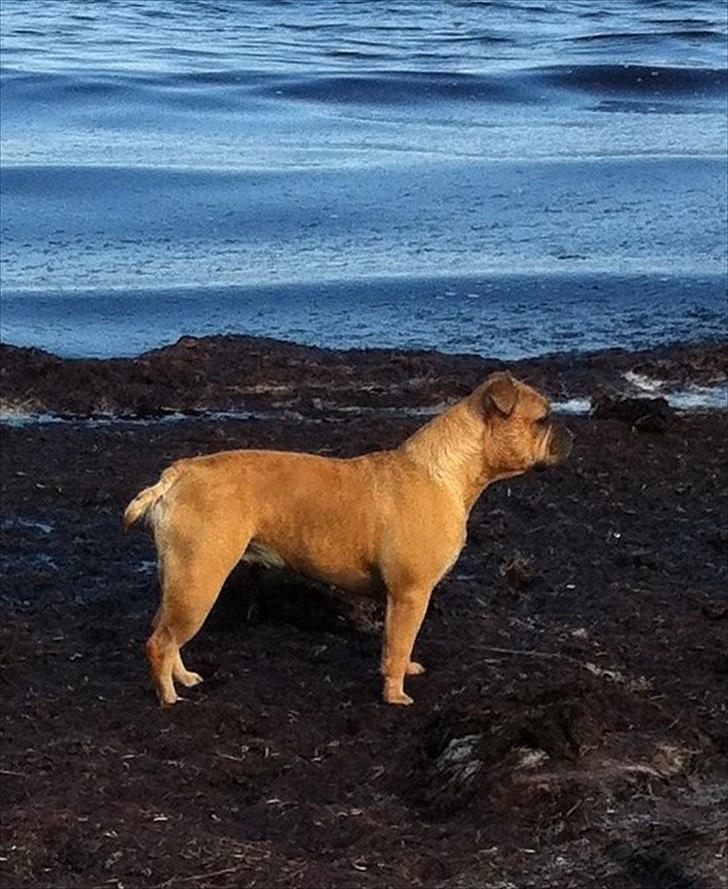 Olde english bulldogge Bullgaards Emma billede 2