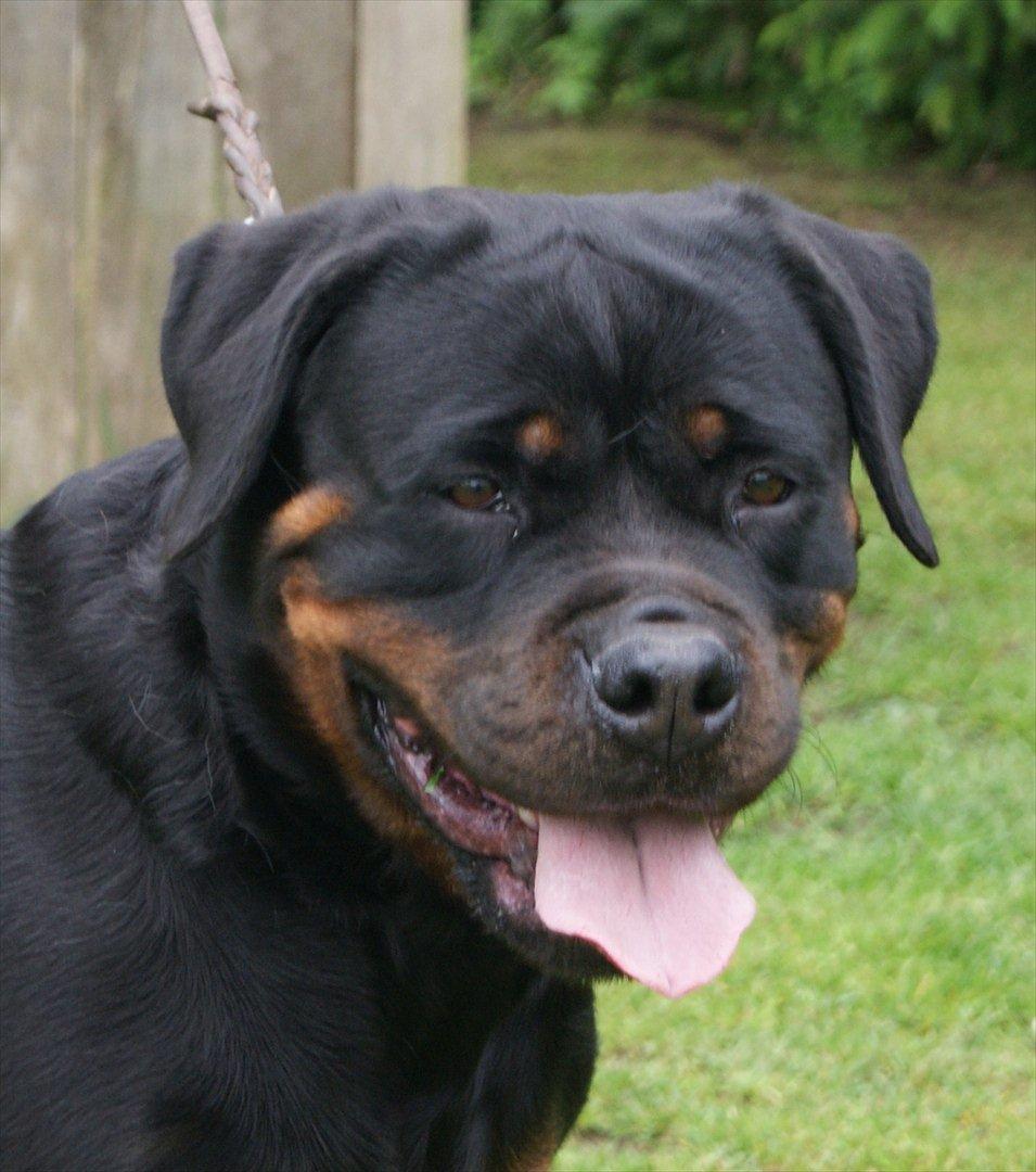 Rottweiler Vom Hause Wenorra Akira billede 19