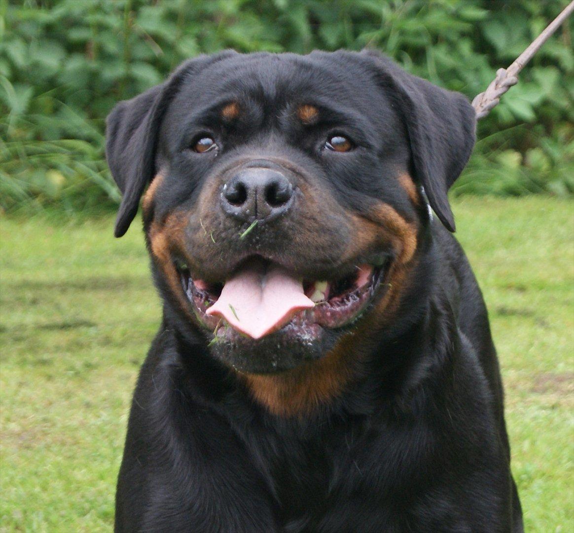 Rottweiler Vom Hause Wenorra Akira billede 20