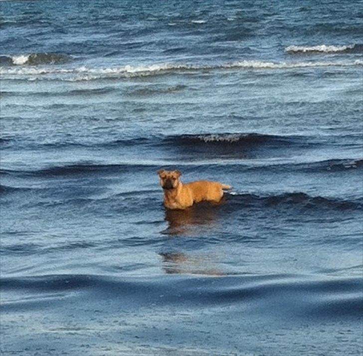 Olde english bulldogge Bullgaards Emma billede 20