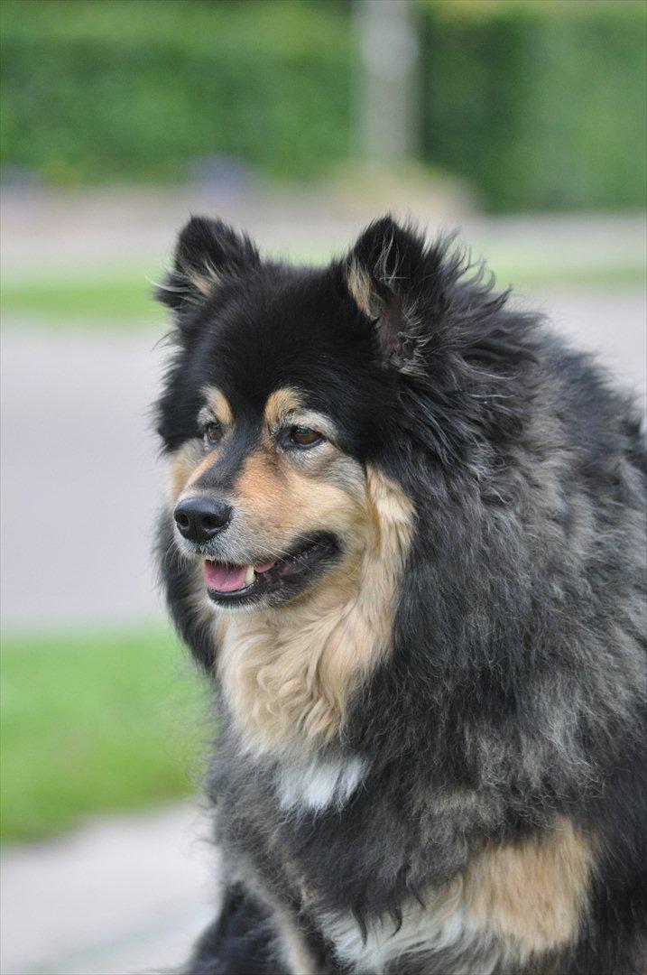 Finsk lapphund  Finda Windy billede 17