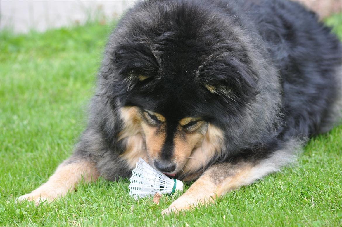 Finsk lapphund  Finda Windy billede 18