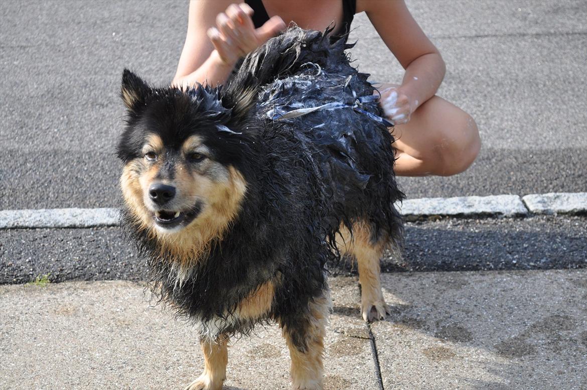 Finsk lapphund  Finda Windy billede 19