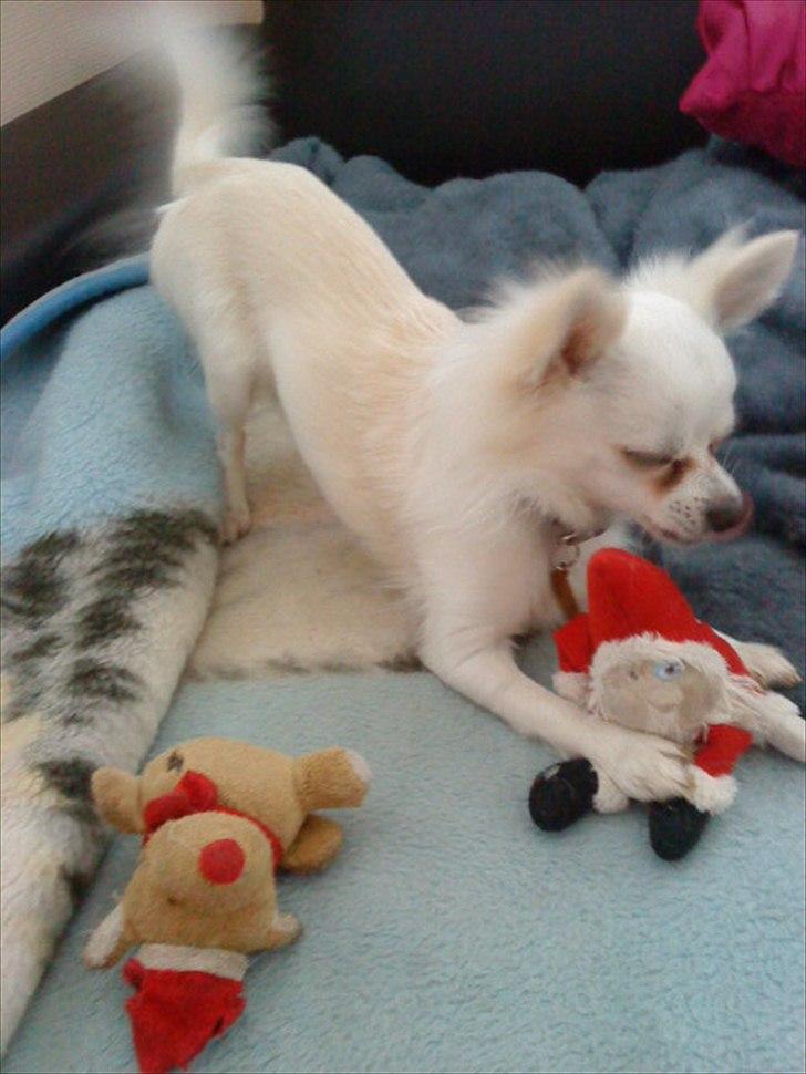 Chihuahua Willi - han elsker sine nisser billede 16