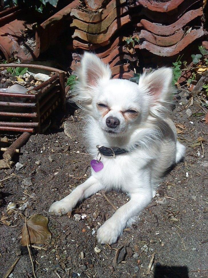 Chihuahua Willi billede 17