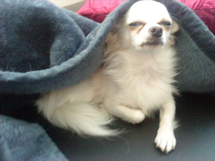 Chihuahua Willi billede 18