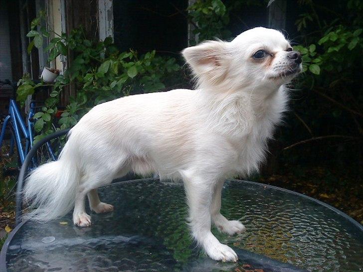 Chihuahua Willi billede 19