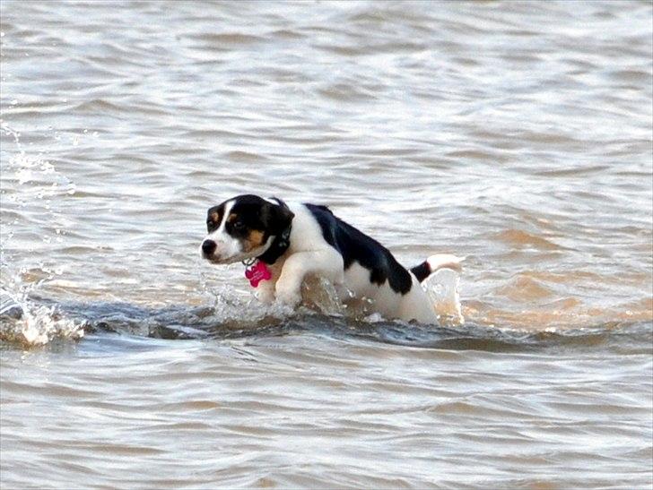 Dansk svensk gaardhund Stella <3 - Stella elsker vand :D <3 16. juli 2011 ved fjorden. billede 7