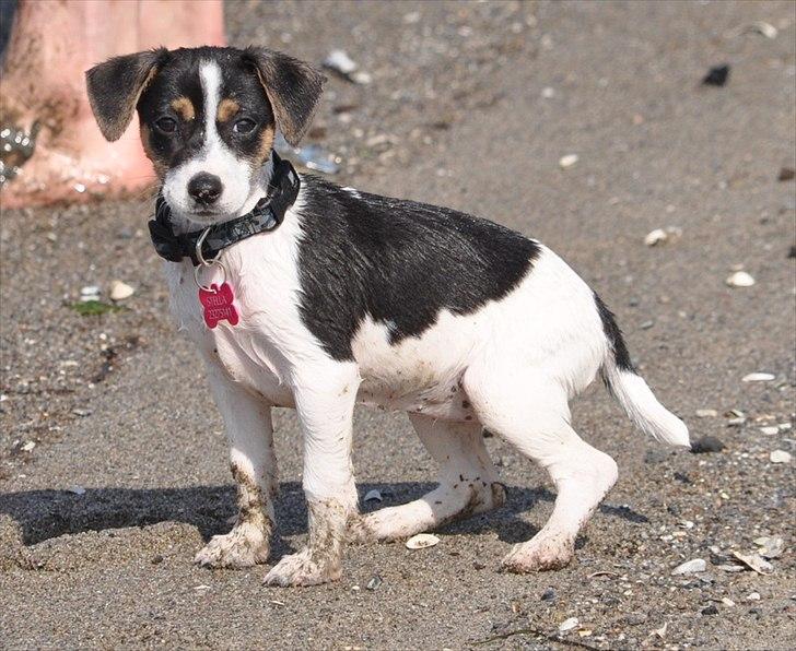 Dansk svensk gaardhund Stella <3 - Smuksakken ved fjorden, 16. juli 2011 <3 billede 8