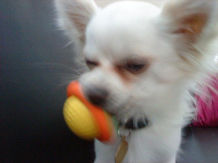 Chihuahua Willi billede 20