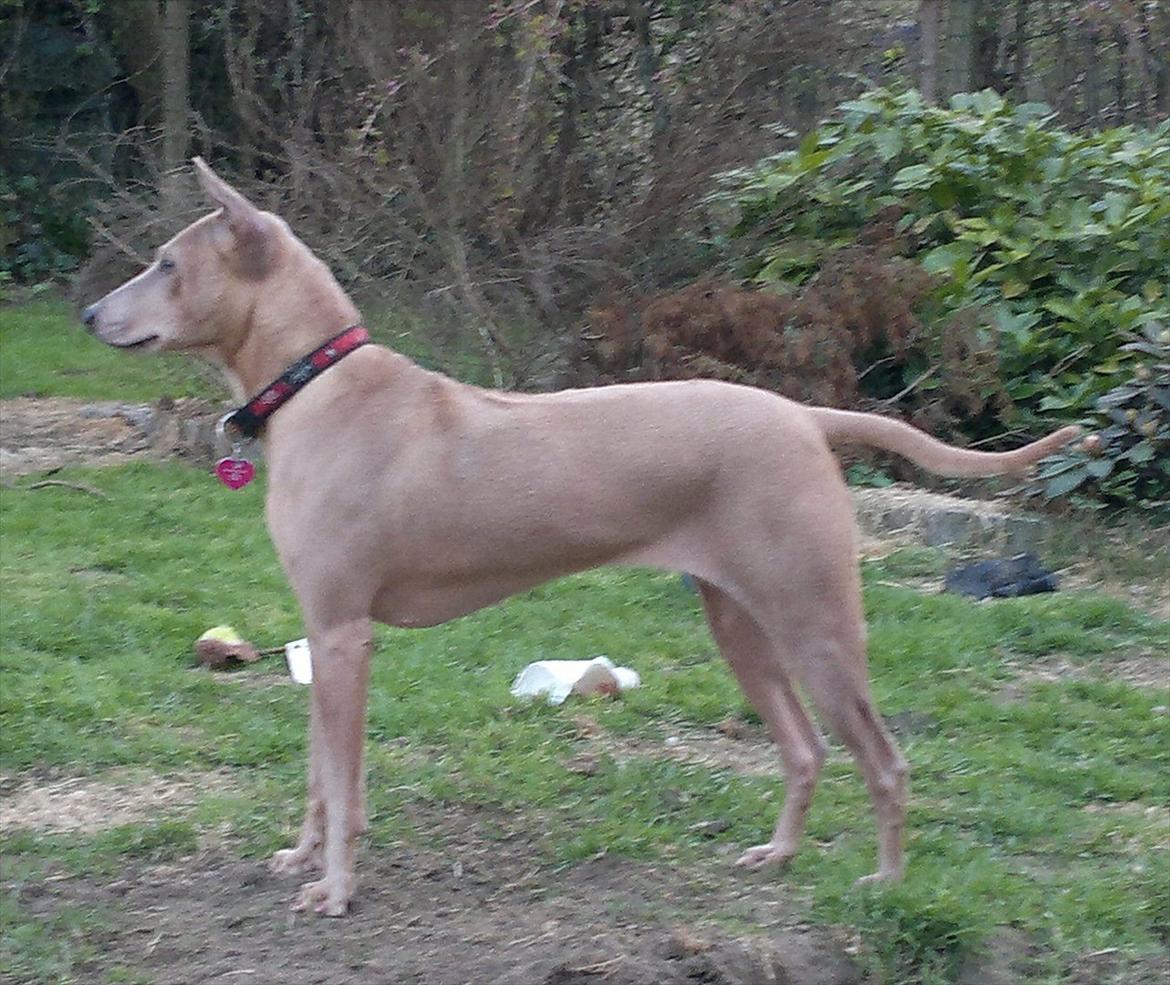 Thai ridgeback dog Djiva  2009-2911  - Stand i haven billede 3