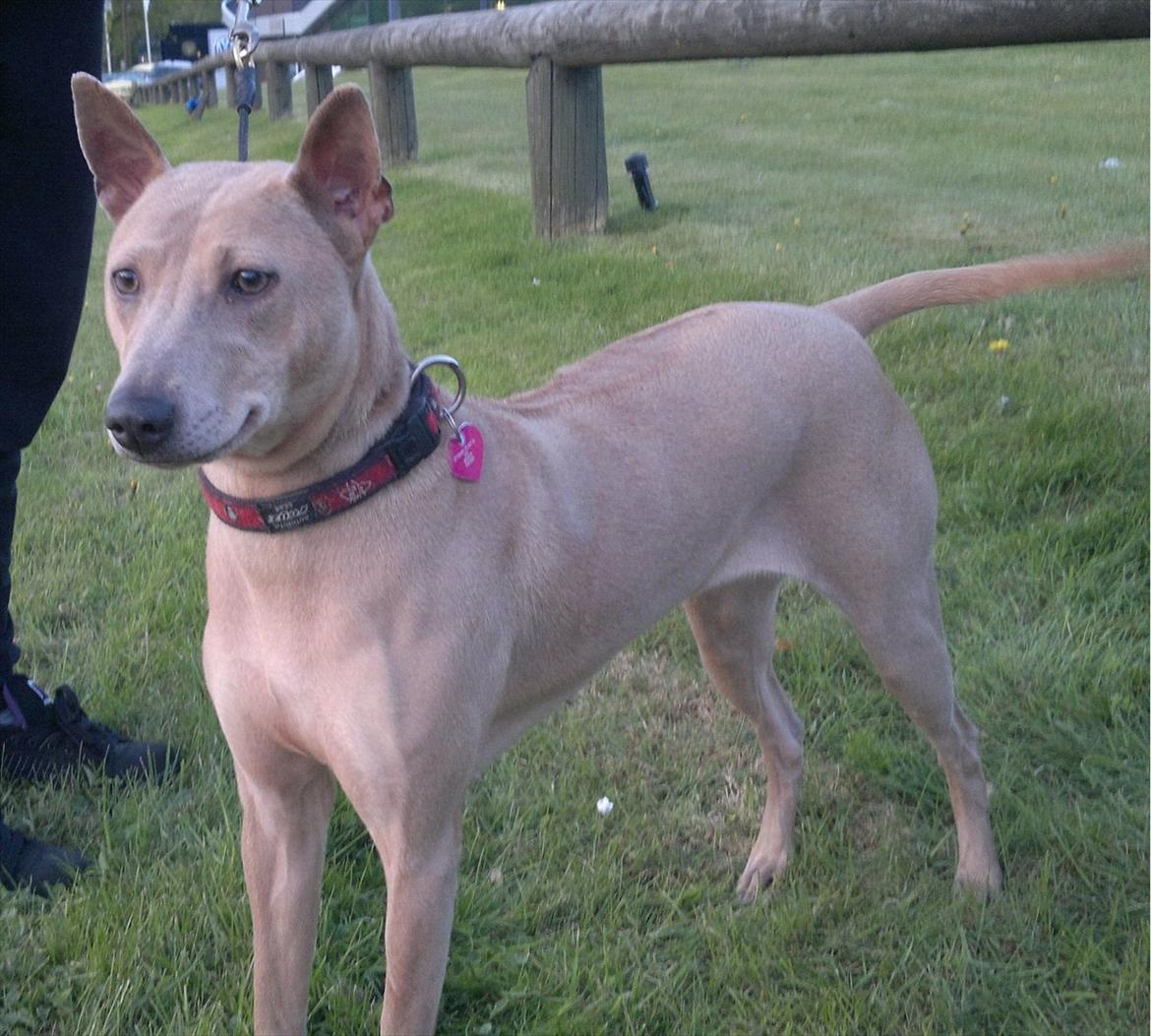 Thai ridgeback dog Djiva  2009-2911  - "Ej se lige derovre- det ser spændende ud altsåååå" billede 1