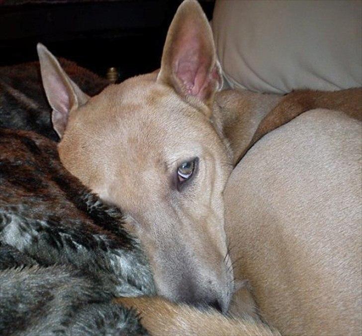 Thai ridgeback dog Djiva  2009-2911  - Putter i sofaen billede 4