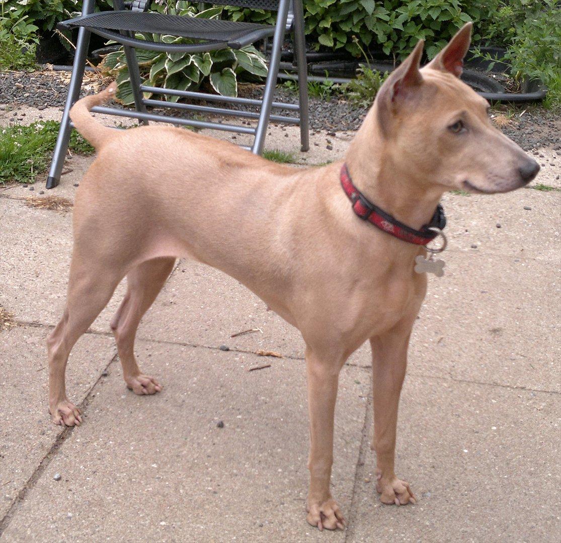 Thai ridgeback dog Djiva  2009-2911  - Stenstøtten Gg billede 5