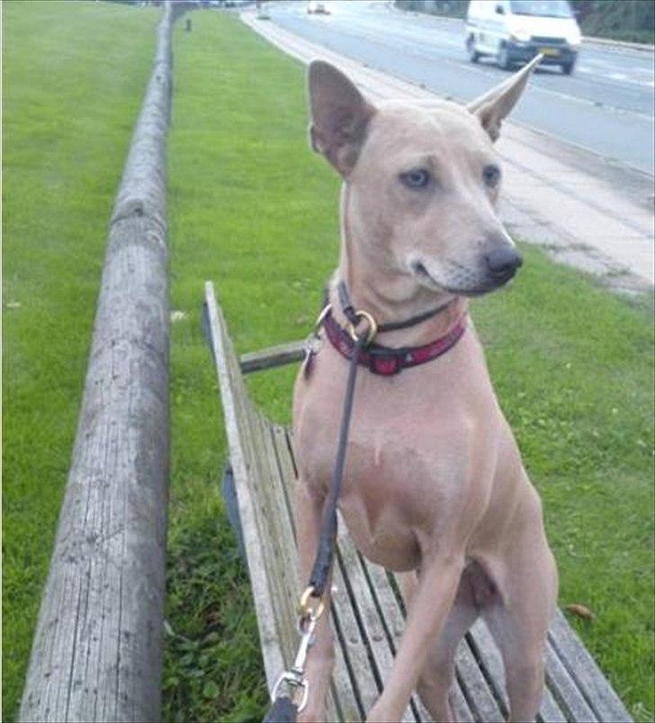 Thai ridgeback dog Djiva  2009-2911  billede 6