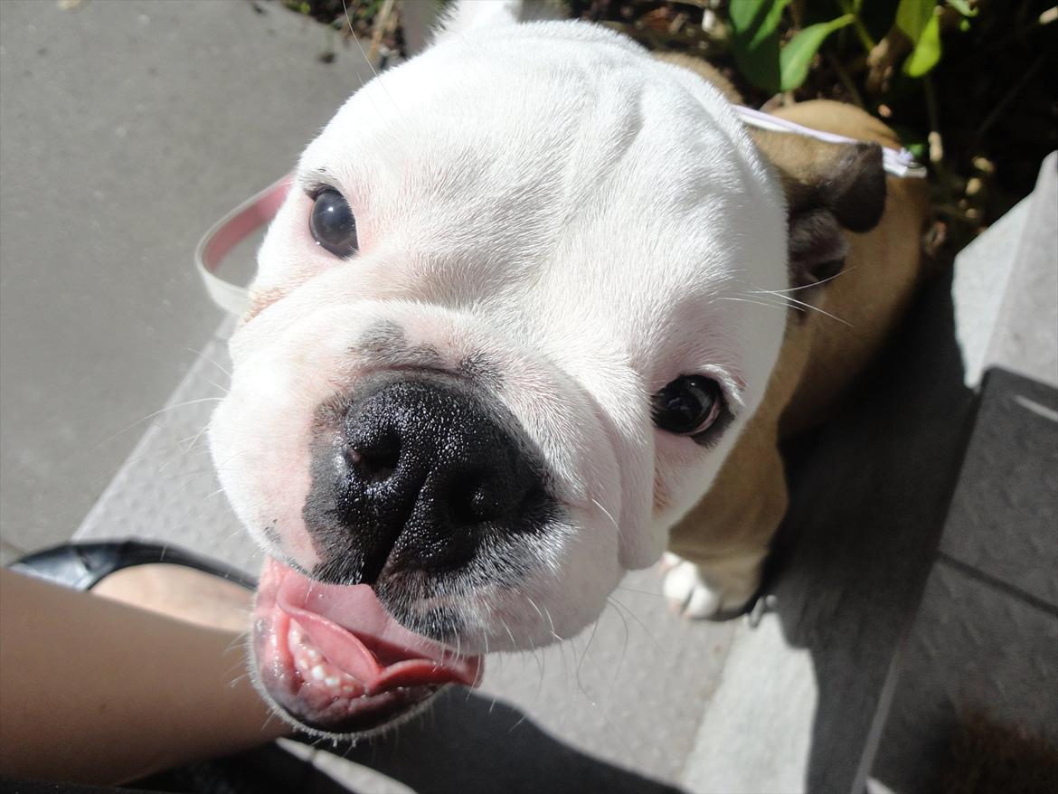 Engelsk bulldog Nala billede 17