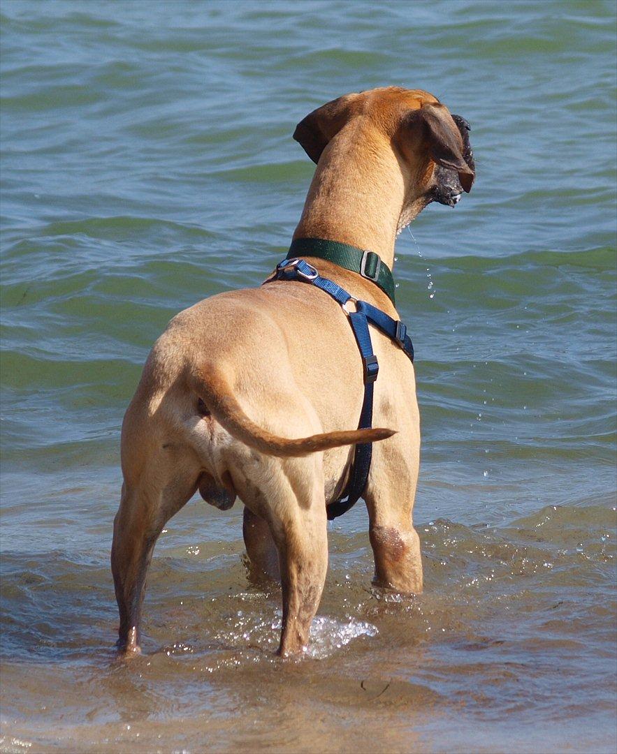 Grand danois Scooby Doo *den klareste stjerne på himlen* billede 7