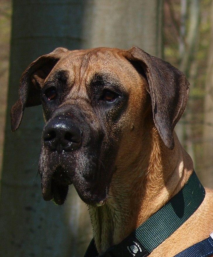 Grand danois Scooby Doo *den klareste stjerne på himlen* billede 6