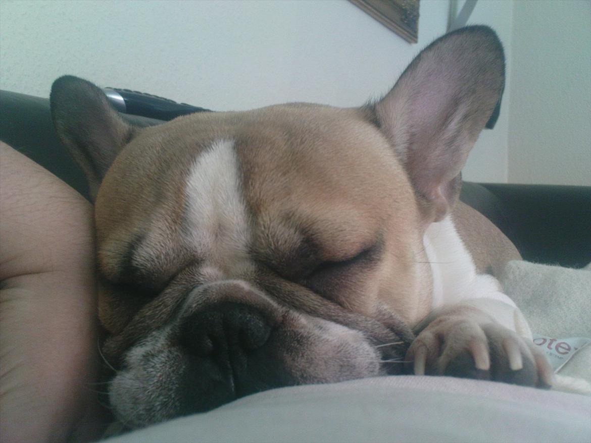 Fransk bulldog Hannibal billede 3