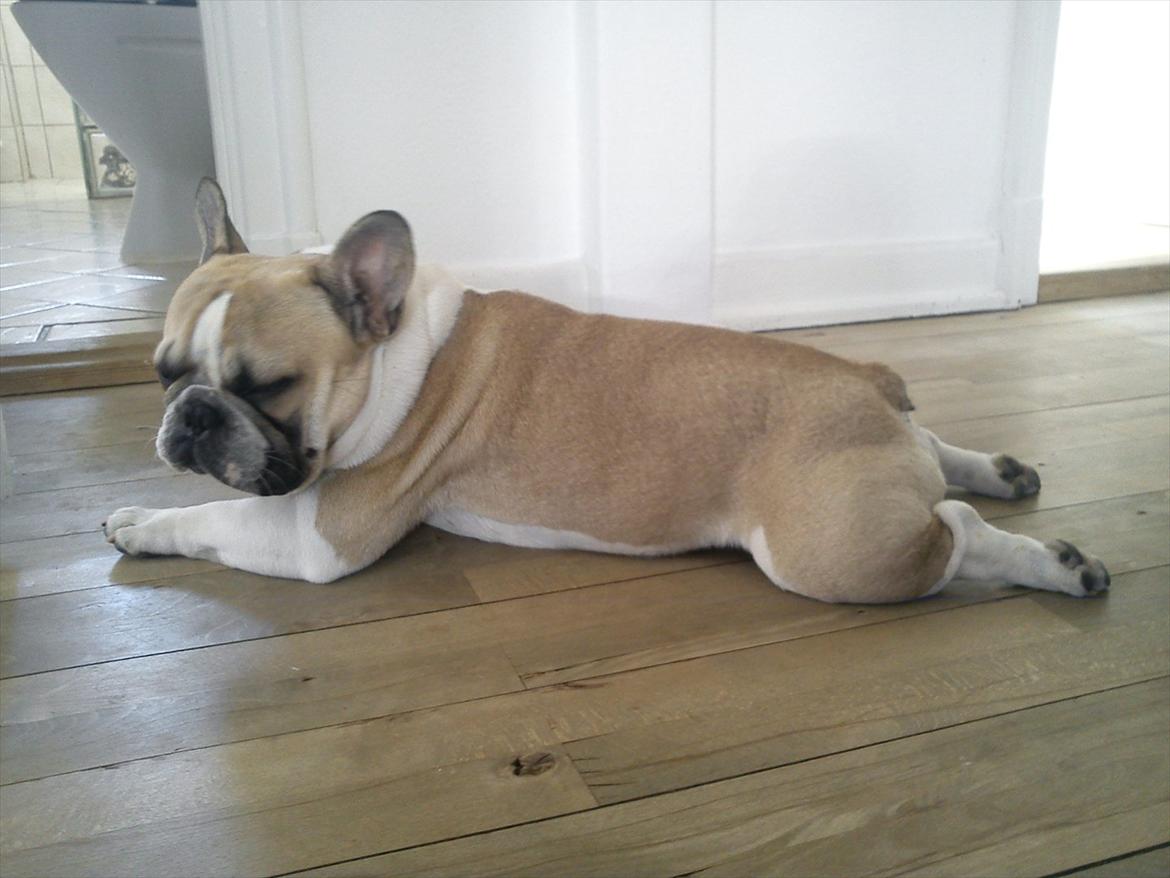 Fransk bulldog Hannibal - Dejligt med en slapper på gulvet billede 1