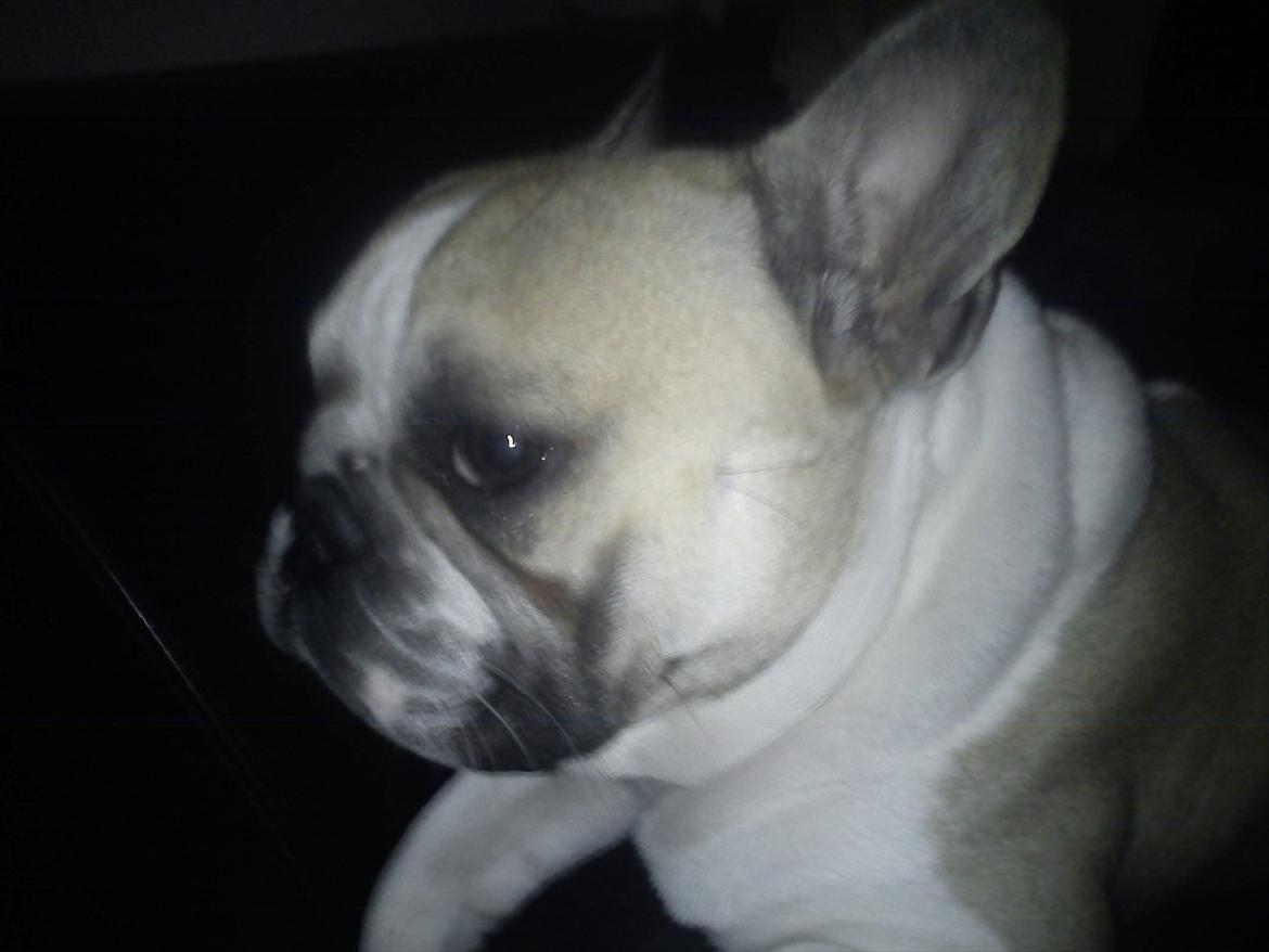 Fransk bulldog Hannibal billede 4